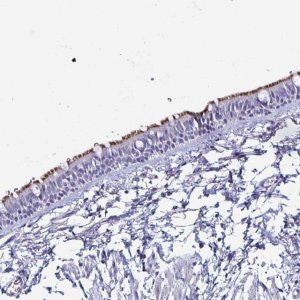 Anti-SMCO1 antibody produced in rabbit 