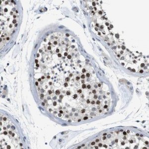 Anti-SMCO2 antibody produced in rabbit 