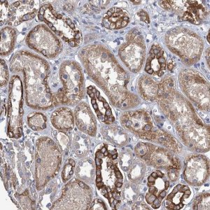 Anti-SMCO3 antibody produced in rabbit 