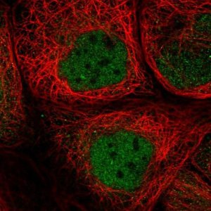 Anti-SMCR8 antibody produced in rabbit 