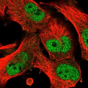 Anti-SMG8 antibody produced in rabbit 