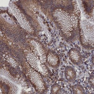 Anti-SMG9 antibody produced in rabbit HPA041763-100UL