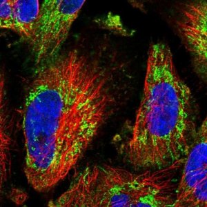 Anti-SMG9 antibody produced in rabbit HPA041763-100UL