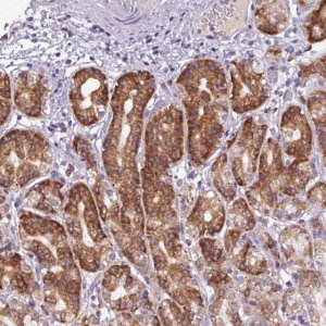Anti-SMIM11A antibody produced in rabbit 