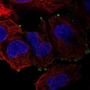 Anti-SMIM11A antibody produced in rabbit 