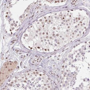 Anti-SMIM12 antibody produced in rabbit 