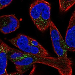 Anti-SMIM17 antibody produced in rabbit 