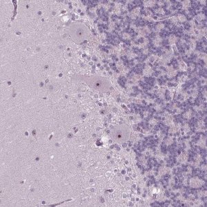Anti-SMIM18 antibody produced in rabbit 