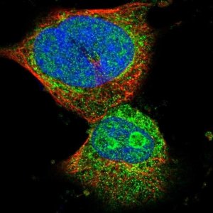 Anti-SMIM20 antibody produced in rabbit 