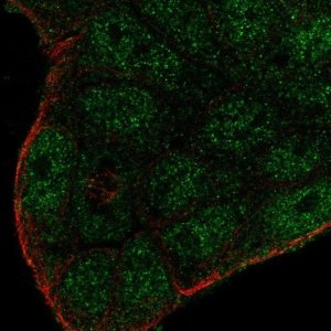 Anti-SMIM22 antibody produced in rabbit 