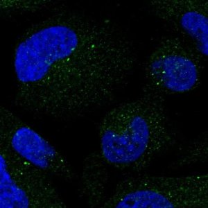 Anti-SMIM3 antibody produced in rabbit 