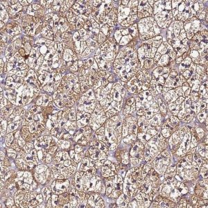 Anti-SMIM4 antibody produced in rabbit 