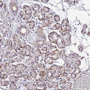 Anti-SMIM4 antibody produced in rabbit 