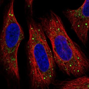 Anti-SMIM5 antibody produced in rabbit 