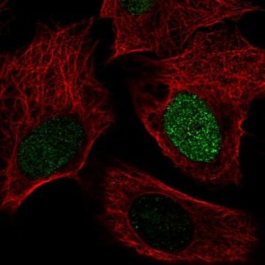 Anti-SMIM6 antibody produced in rabbit 