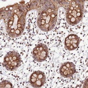 Anti-SMIM7 antibody produced in rabbit 