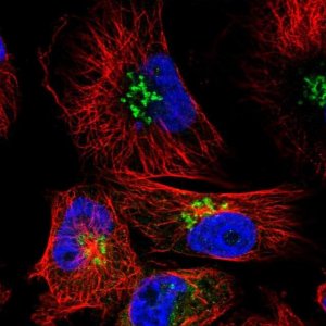 Anti-SMIM7 antibody produced in rabbit 