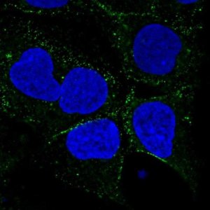 Anti-SMIM8 antibody produced in rabbit 