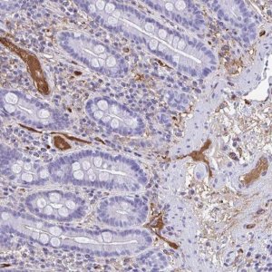 Anti-SMIM9 antibody produced in rabbit 