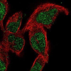Anti-SMNDC1 antibody produced in rabbit 