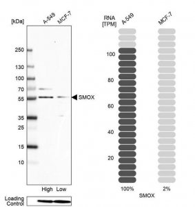 Anti-SMOX antibody produced in rabbit 