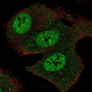 Anti-SMOX antibody produced in rabbit 