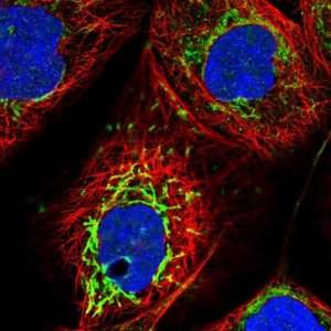 Anti-SMPDL3A antibody produced in rabbit HPA030148-100UL