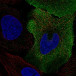 Anti-SMPX antibody produced in rabbit 