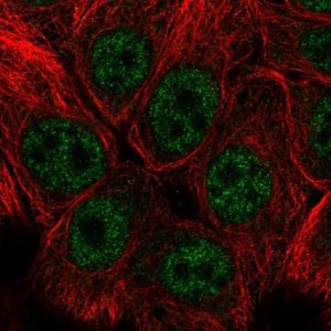 Anti-SNAI3 antibody produced in rabbit 