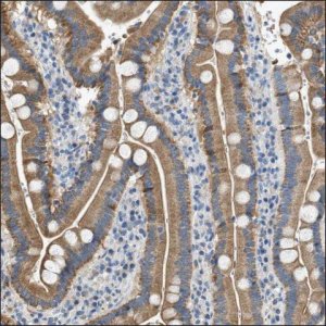 Anti-SNAI3 antibody produced in rabbit HPA016757-100UL