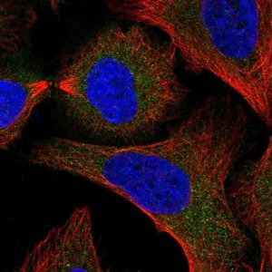 Anti-SNAP29 antibody produced in rabbit 