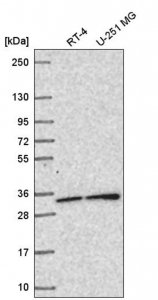 Anti-SNAP29 antibody produced in rabbit 