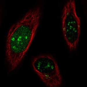 Anti-SNAPC1 antibody produced in rabbit 