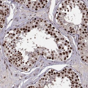 Anti-SNAPC2 antibody produced in rabbit 