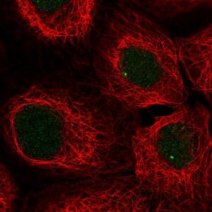 Anti-SNAPC3 antibody produced in rabbit 