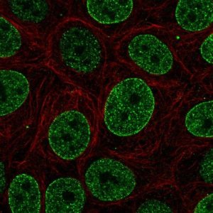 Anti-SNAPC4 antibody produced in rabbit 