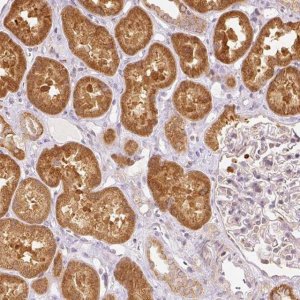 Anti-SNAPC5 antibody produced in rabbit 