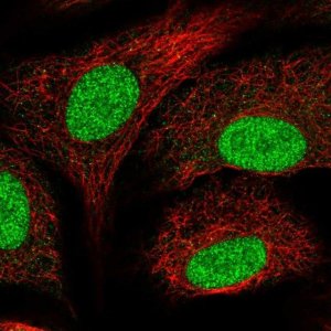 Anti-SNAPC5 antibody produced in rabbit 