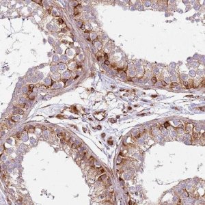 Anti-SNAPIN antibody produced in rabbit 