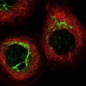 Anti-SNAPIN antibody produced in rabbit 