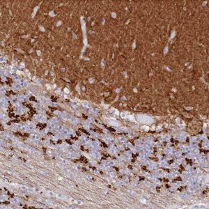 Anti-SNED1 antibody produced in rabbit 
