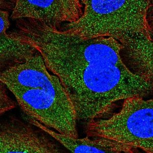 Anti-SNF8 antibody produced in rabbit 
