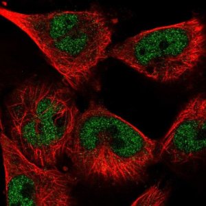 Anti-SNRPA antibody produced in rabbit 
