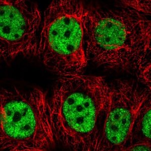 Anti-SNRPC antibody produced in rabbit 