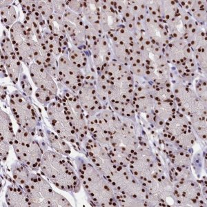 Anti-SNRPD2 antibody produced in rabbit HPA041437-100UL