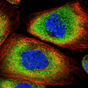 Anti-SNRPD2 antibody produced in rabbit HPA041437-100UL