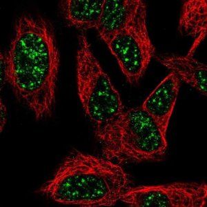 Anti-SNURF antibody produced in rabbit 