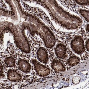 Anti-SNW1 antibody produced in rabbit 