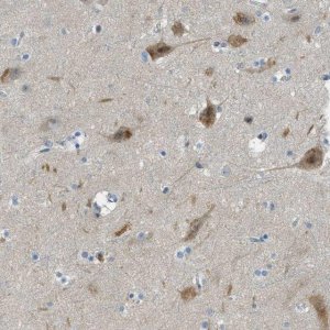 Anti-SNX14 antibody produced in rabbit 