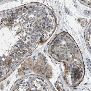 Anti-SNX14 antibody produced in rabbit 
